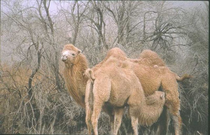 Domestic camel